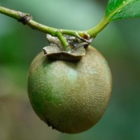 Diospyros toposia Buch.-Ham.